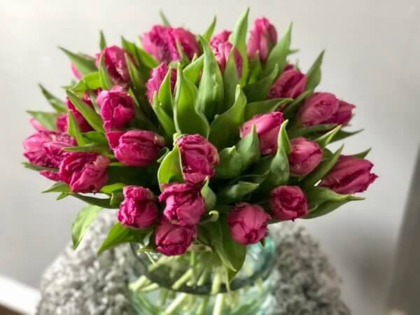 Mother's Day Parrot Tulips